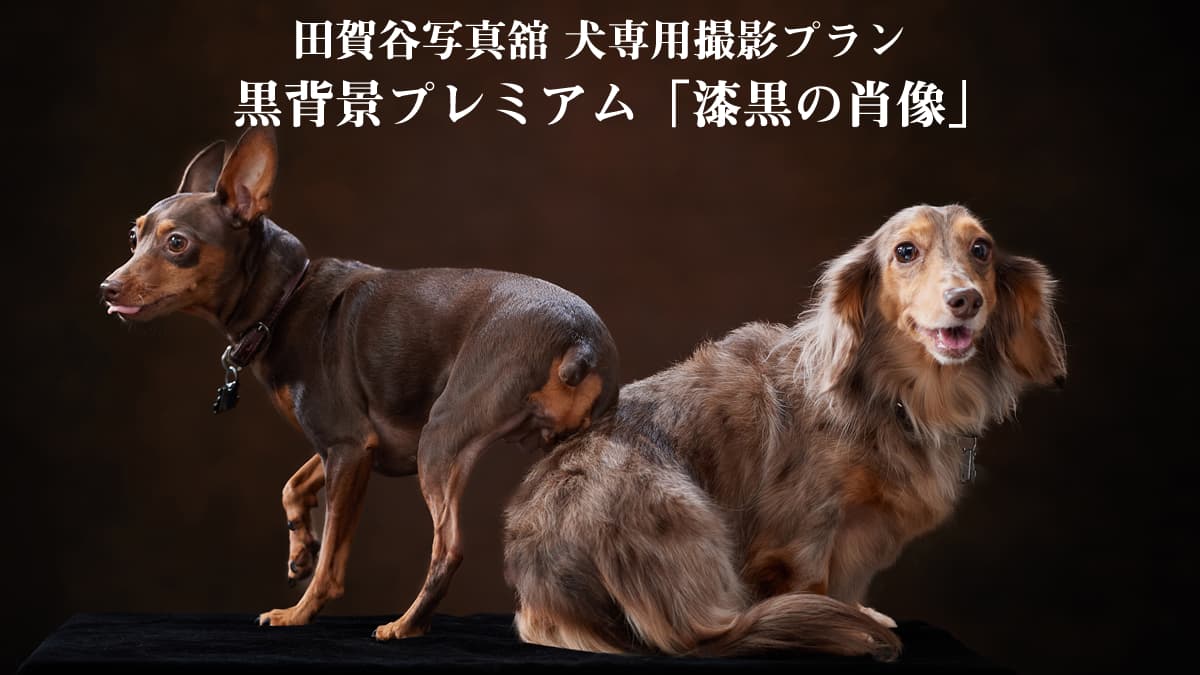 犬専用撮影プラン｜田賀谷写真館｜足立区