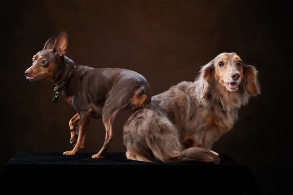 犬専用撮影プラン黒背景プレミアム漆黒の肖像 田賀谷写真館