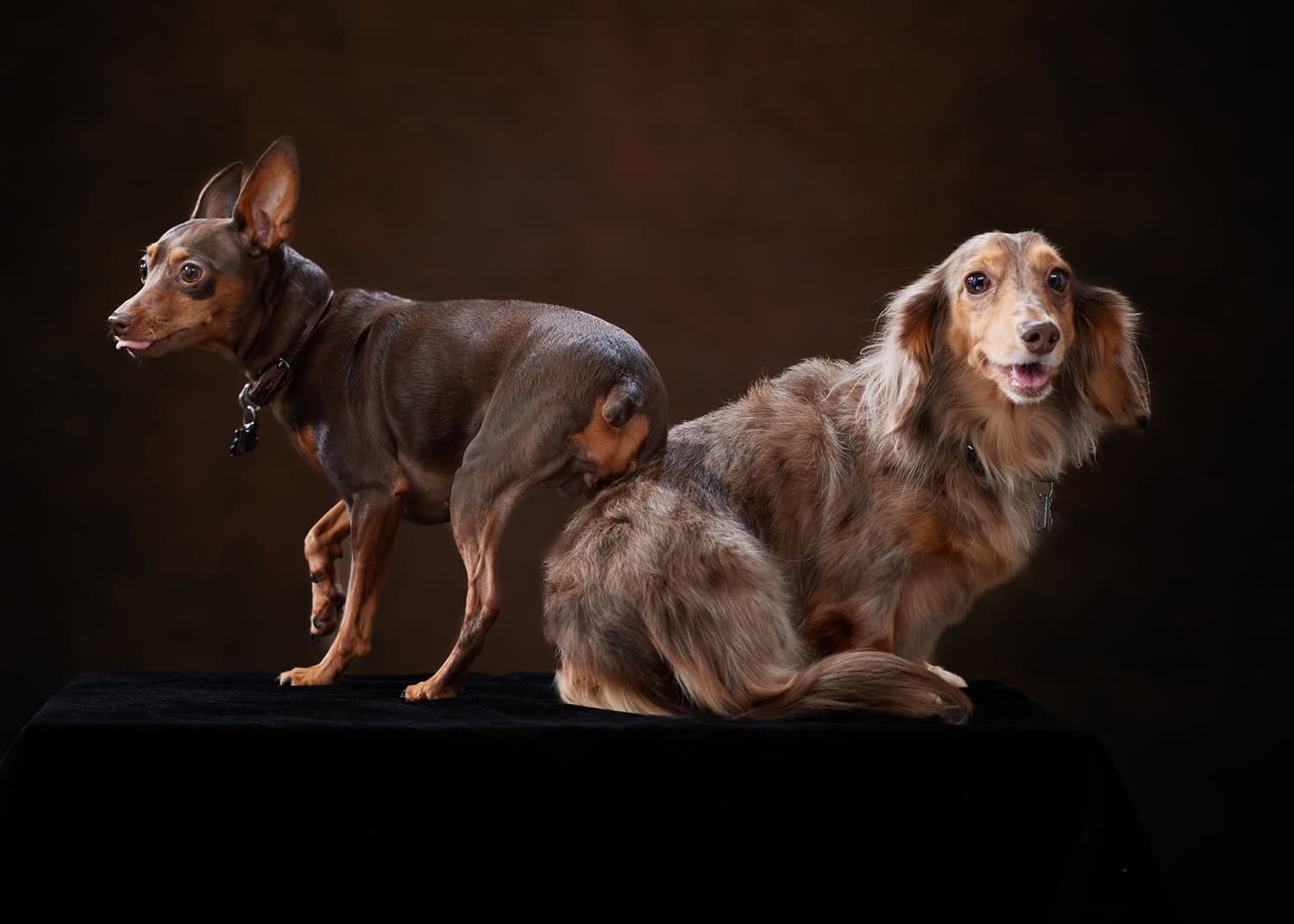 犬専用撮影プラン黒背景プレミアム漆黒の肖像 田賀谷写真館