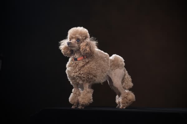 犬専用撮影プラン黒背景プレミアム漆黒の肖像 田賀谷写真館