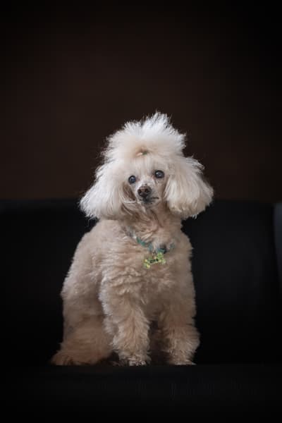 犬専用撮影プラン黒背景プレミアム漆黒の肖像 田賀谷写真館