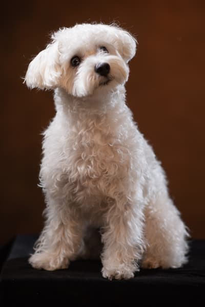 犬専用撮影プラン黒背景プレミアム漆黒の肖像 田賀谷写真館