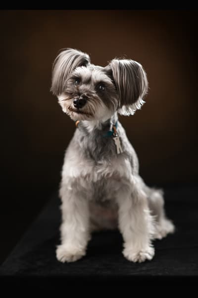 犬専用撮影プラン黒背景プレミアム漆黒の肖像 田賀谷写真館