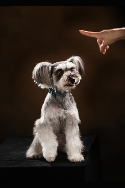 犬専用撮影プラン黒背景プレミアム漆黒の肖像 田賀谷写真館